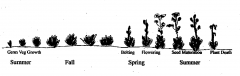 Plants that require two growing seasons to complete their life cycle