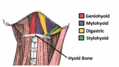 • All insert into hyoid bone 
(1) Geniohyoid: 
o O: Inferior mental spine of mandible 
o IN: Anterior ramus of C1 
(2) Mylohyoid: 
o O: Mylohyoid line 
o IN: Mylohyoid n. (CN V3) 
(3) Digastric: 
o O: Mandible (anterior) + temporal bone (posteri...