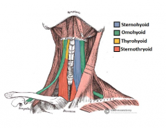 • (1) – (3) innervated via ANSA CERVICALIS 
• All insert into hyoid unless stated otherwise
(1) Omohyoid: 
o O: intermediate tendon (superior) + superiorborder of scapula (inferior) 
(2) Sternohyoid: 
o O: posterior surface of manubrium 
(3)...