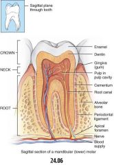 The teeth are classified as 

- Incisors (2)
- Canines (1)
- Premolars (2)
- Molars (3)