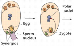 Sperm cells reach embryo sac one unites with egg cell

Results in diploid, single-celled zygote

Other sperm cell unites with two polar nuclei, each are diploid

Triploid endosperm
1x + 1x + 1x = 3x endosperm

Called double fertilization ...