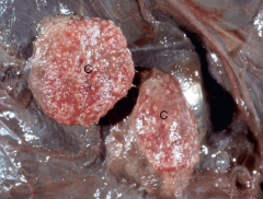 Infection of cotyledon resulted in abortion. What caused this abortion and "strawberry-like" lesions?