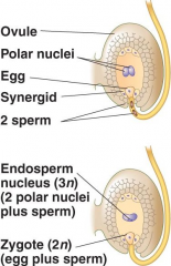 Two haploid nuclei in the embryo sac

These nuclei fuse with a pollen nucleus to form a triploid endosperm nucleus, which subsequently divides to form the endosperm