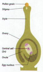Female gametophyte

Found inside the ovule which is inside the ovary