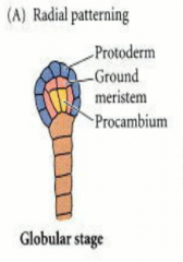 In the golbular stage of embryo development, a few cells that give rise to the epidermis

Protoderm - lies around the outside of the stem and develops into the epidermis