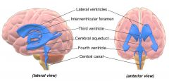 1: Lateral Ventricles
2: Interventricular foramen
3: Third Ventricle
4: Cerebral Aqueduct
5: Fourth Ventricle
6: Cerebral canal