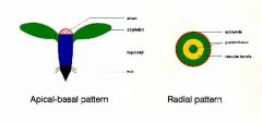 Is a development pattern that describes the polarity from apical (top) to basal (bottom)
