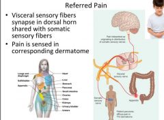 -Visceral sensory fibers synapse  in dorsal horn shared with somatic sensory fibers
- Pain is sensed in corresponding dermatome
