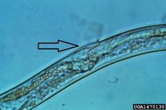 Identify the structure indicated on this nematode. (Hint: cuticle flap found on female Haemonchus contortus)