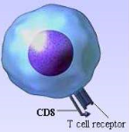 TC cells

CD8 which bind to TCR onto MHC-1 and antigen on an infected cell

Kill infected/cancerous cells

It prevent
     reproduction of intracellular invaders such as viruses, some parasites and
     some bacteria when cells infected by these ...