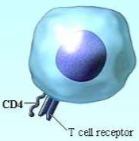 CD4 (can use flow cytometry and an antibody
bounded to it to analyze helper T cells)

Bind to MHC-2 and antigen

Release cytokines (interferon-gamma, interleukins, colony-stimulating factors)

Activate T and B cells

Can bind to B cells and promo...