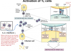 Infected cell will present viral or bacterial antigen

Inactive cytotoxic T cell with a CD8 would recognize the infected cell by MHC-1 with antigen (binds to T cell receptor

Causes activation and cell division of cytotoxic T cell of active and me...