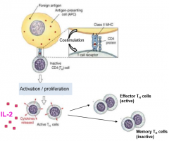An inactive TH cell with an CD4 binds to a infected cell presenting an MHC-2 with an antigen and costimulation

Causes activation and proliferation of effector (active) and memory (inactive) TH cell

Effector/active TH cells release the cytokine ...