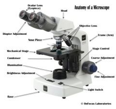 Supports the observation tube, eyepieces, and objectives. When you pick up your microscope, grasp the stand holding the microscope upright, and support it underneath the base with your free hand.