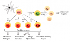 Regulates activity of TH cells