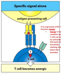 T cell becomes anergic

If no expression of B7 (a co-stimulatory), T cell
becomes anergic        