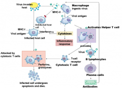 1) Antibodies act as opsonins

2) Macrophages ingest viruses and insert fragments of viral antigen into MHC-2 on their membrane

3) Helper T cells bind to viral antigen on macrophage MHC-2 molecules

4) Prevent exposure to virus by creating memor...