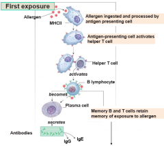 1) Allergen ingested and processed by antigen presenting cell

2) Antigen-presenting cell activates helper T cells

3) Activates B-lymphocytes 

4) Becomes plasma cells (or memory B and T cells to retain memory of exposure to allergen)

5) Secre...