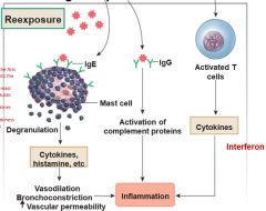 1) Binds to receptors

2) Cause activation of complement proteins

3) Inflammation