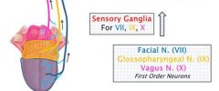 -VII Facial Nerve (most posterior)
- IX Glossopharyngeal Nerve (Middle/back)
- X Vagus Nerve (very back)