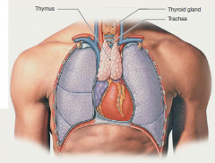 Two-lobed organ located in
     thorax, just above heart 

Reaches greatest size during
     adolescence  

Shrinks and largely replaced
     by adipose tissue as person ages