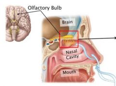- Olfactory bulb (btwn frontal cortex and nasal cavity)