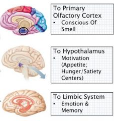 1) Primary olfactory cortex
- conscious of smell
2) Hypothalamus
- Motivation (appetite; hunger/satisfy centers)
3) Limbic system
- Emotion & memory
