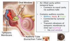 - Hearing only (Transmit vibrations of tympanic membrane {via oval window} to inner ear [cochlea])
- air filled cavity within temporal bone

