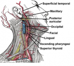 External Carotid 
• Gives 8 branches to the
neck and is OUTSIDE
the skull
 • Pneumonic: 
o SALFOPMS