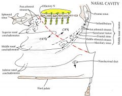 The Superior Nasal Conchae lets air into the SPHENOID SINUS into Sphenoethmoidal recess. It also leads into POSTERIOR ETHMOIDAL Sinuses. 

The Middle Nasal Meataus is longer and deeper. 
The frontal sinus is lead from the Infundibulum - smiluna...