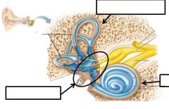 Identify the bony structures of the inner ear. 