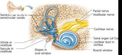 1) Semicircular ducts
2) utricle and saccule 
3) cochlear duct contains sensory receptors for hearing