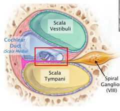 top to bottom:
- Scala Vestibuli
- Cochlear duct (scala media)
- Scala tympani
Sensory organ for hearing: Organ of corti (red box, not pink part)
