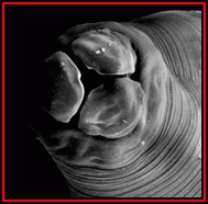 Identify the type of mouth found in the nematode shown (Ascaris suum)
