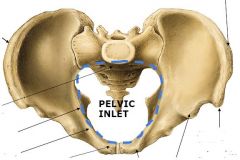 Name the structures of anterior pelvis