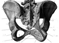Name the structures of posterior pelvis