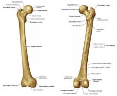 Name structures on the femur