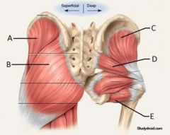 What are the muscles of the gluteal region?
