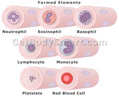 *All formed blood cells are made in the bone marrow*