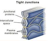 a. Tight junction