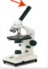 Used to view an object under the microscope, has a magnification power of 10X