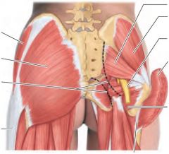What is the origin and insertion of gluteus minimus, and its function?