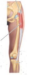 What is the origin, insertion and function of tensor fasciae latea muscle?