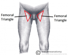 Triangular landmark 
Appears as depression as thigh is 
flexed, abducted and laterally rotated.
