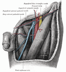 Sup : Ingiunal ligament
Medial: Lateral border of adductor longus
Lateral: Sartorius
Floor: Iliopsoas lat, Pectineus medial
Roof: Fascia lata, cribriform fascia, subcutaneous tissue and skin
