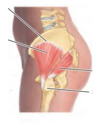 What is the origin, insertion and function of piriformis muscle?