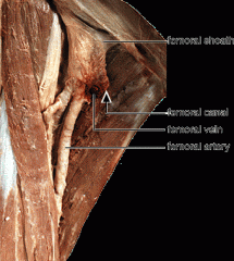Femoral Sheath: Features