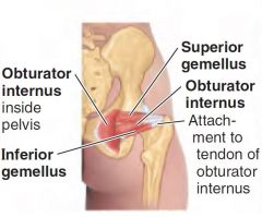 What is the origin, insertion and function of obturator internus m.?