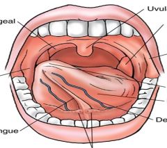 Label this Oral Cavity 
(Palatopharyngeal/glossal Arches) 