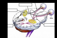 Outline visual pathway from ganglion cells to the visual cortex